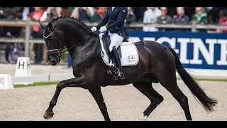 Human || Show Jumping VS Dressage Music Video