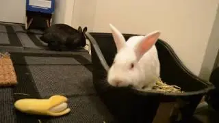 Chinning bunnies