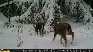 Animals Enjoying the Snow at Three Creeks | Fraser Valley Conservancy