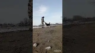 Нашли песок. Финансовая помощь бездомным собачкам: 2202 2056 2556 3355- Александр К.