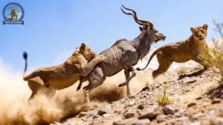 África Selvagem – Quando a Velocidade Decide a Sobrevivência #animaisselvagens | Vida Selvagem