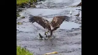 Allah pak provides sustenance for all the animals and birds of the world in a beautiful way