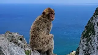 Smart and cute monkey.BBC KH Funny monkey  🐵😅