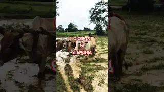 village farming # bull me farming in odisha # best farming # rural India or real india