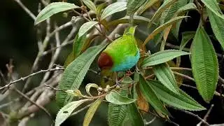 Bay-headed Tanager eating Miconia- El Copal Costa Rica, 2023