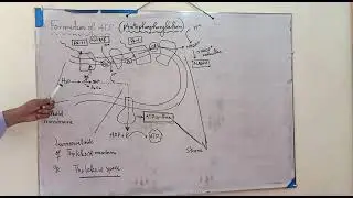 formation of ATP ( phosphorylation)