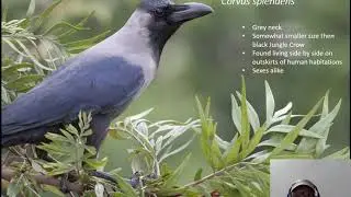 The Common House Crow identification