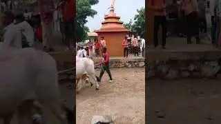 #shortvideo  bail Pola