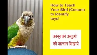 How to Teach Your Bird (Conure) to Identify toys! | Easy Parrot Trick Training #birds #parrots #pets