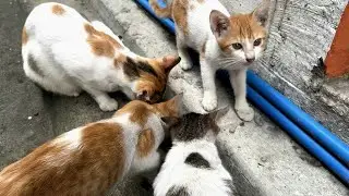 Hungry cats eat breakfast