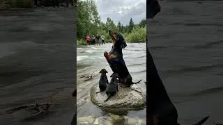 #dogofyoutube #puppy #doggielife #saddogs