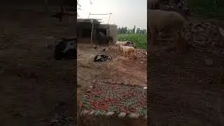 nawan zamana lab day ray #village #villagelife #shortsfeed