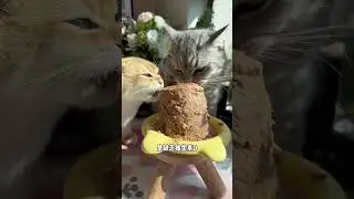 If you want to raise a cat well, vitamins are essential, novice cat owners, scientific pet care, c