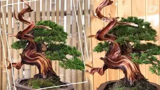 Bonsai Style Driftwood Style Sharimiki