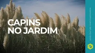 Dicas para ter capins no Jardim