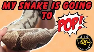 How To Save Your Snake's Life!