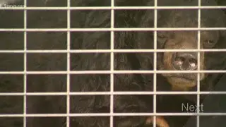 Dillan, the internet-famous obese black bear, finds sanctuary in Colorado