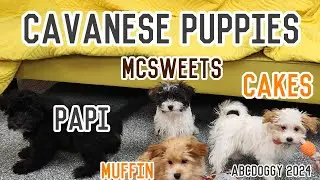 Cavanese Puppies ready for adoption * Cakes, McSweets & Papi * ABCdoggy 2024