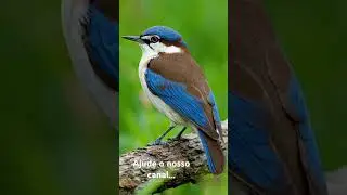 #youtubeshorts #ekmotahathighumechala #passaros #aves #passarinho #lifeisbutadream #birds 🦜🦜