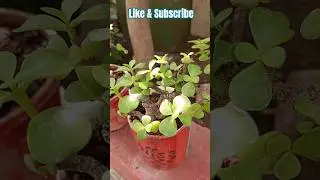 #gardenfun  #plants #nature #houseplants #shortfeed #shorts #shortsyoutube #gardening #loveplants