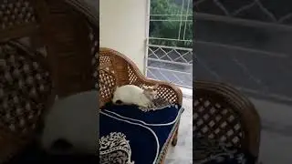 #rain #weather #cat