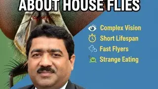 Interesting Facts About House Fly