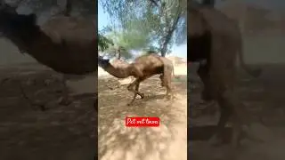 😓😢😓 #petvettown #camel #cow #dairyindustry #camelsofdesert #camel_racing