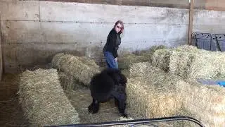 Mambo Barn Hunt