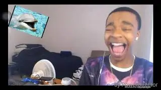 Flightreacts official dolphin laugh
