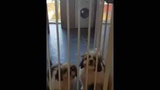 crazy dogs Ronnie and Reggie