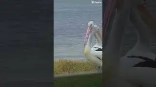 Top water birds in