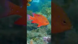What is the Hand Signal for a Juvenile / Baby Fish? Scuba Diving Hand Signals