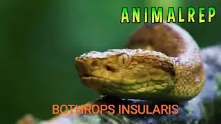 LA SERPIENTE 