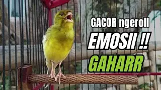 Masteran KENARI GACOR ngeroll panjang,Cuit Cuit Emosi AMPUH bikin kenari nyaut ,Masteran MURAI BATU