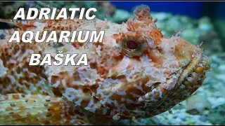 🇭🇷 Адриатичний аквариум Башка. Adriatic aquarium Ba&scaron;ka.