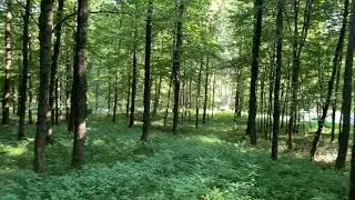 Maximilian zeigt uns einen Hainbuchen-Eichenwald