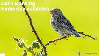 Corn bunting song and calls visualized on SongRender