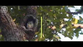 Madhya Pradesh: The Birds of Kanha