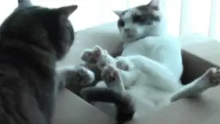 Male cat showing off his dominance