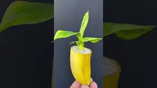 Growing Banana Plant From Seeds #Banana #Short #youtubeshort #seeds #Mita'sgardeningtrick