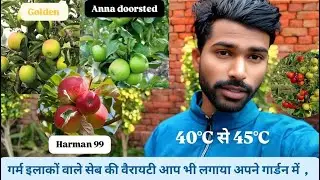 गर्म इलाकों वाले सेब की वैरायटी आप भी लगाया अपने गार्डन में 🍎 || Harman 99, Dorset Anna , || #plant