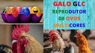 Ovo azul. Nosso novo reprodutor, Galo GLC.