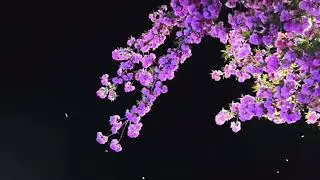 Shot on iPhone 17 | Breathtaking Nature Cinematic Video 🍃