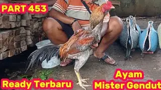 PART 453 🛑 Ready Terbaru Ayam Mister Gendut 