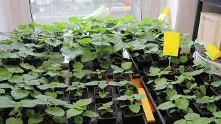 Dzień 60 - Wzrost ok 15 cm i cięcie złamanej rośliny - Paulownia Super Hybrid OxyTree Drzewo Tlenowe