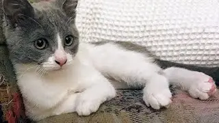 Meet Ale’alani, The Radial Hypoplasia Kitten Who Is Proof Special Needs Cats Can Have Great Lives!