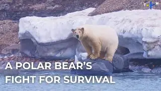 Saving the Arctic&rsquo;s Endangered Species | Guardians of Our Planet EP2
