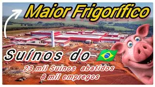 Maior Abatedouro de Suínos  do Brasil - Frimesa - Paraná