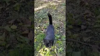Little Black Panther 🖤 | Catspinness #catwalk