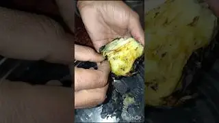 bengan kii chatni bnne ka assan trika#new #viral #food #recipe